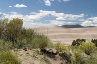 Dunes and Brush